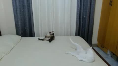 Amber online show from 02.03.25