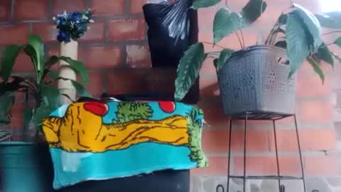 _tarek_ online show from 10.24.25