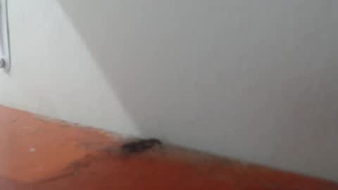 Alexamdergal online show from 03.06.26