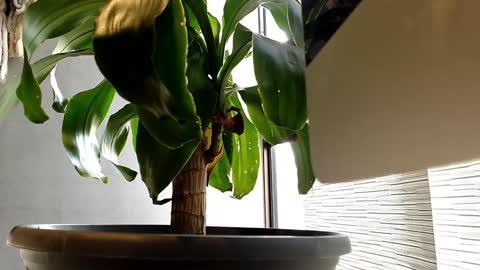 Alex  Dani online show from 01.11.25