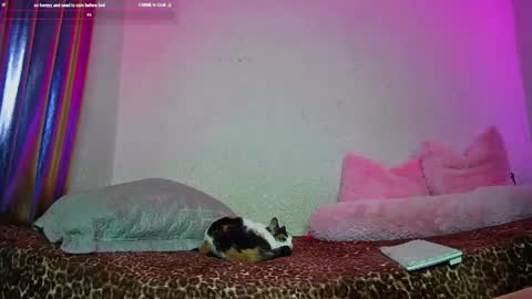 Snapshot of angelsdustxxx chatting on 05.13.26 online show from 05.13.26