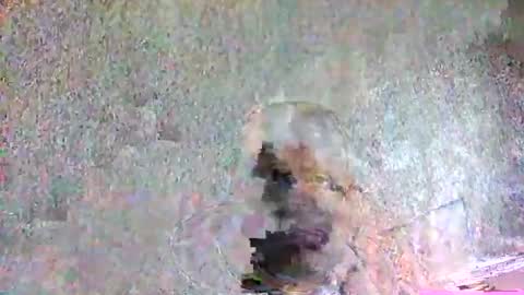 ansem1143 online show from 04.05.26