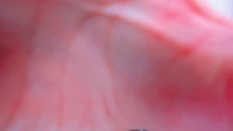 Snapshot of antheaprime chatting on 02.02.26 Anthea online show from 02.02.26