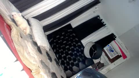 elish 3 online show from 03.06.25