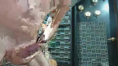 aussieraz online show from 12.16.24