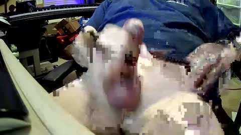 bb5199bb online show from 12.27.24