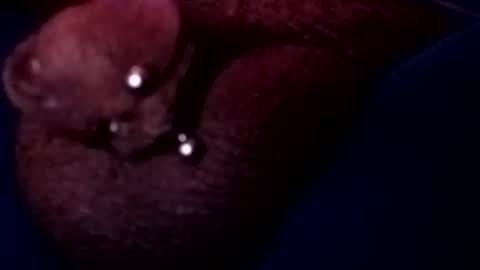 Snapshot of bcfalcon69 chatting on 05.17.26 bcfalcon69 online show from 05.17.26