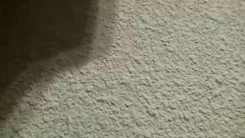 Bigfish123 online show from 10.10.25