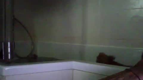 bibipheuck online show from 04.21.26