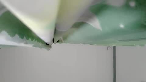 Snapshot of bongga_kaday chatting on 09.09.25 bongga_kaday online show from 09.09.25