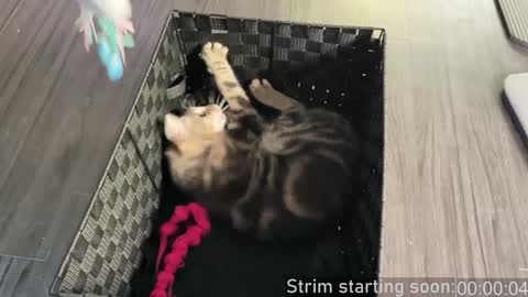 Booker Baxton online show from 12.04.24