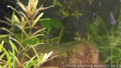 Booker Baxton online show from 01.19.25