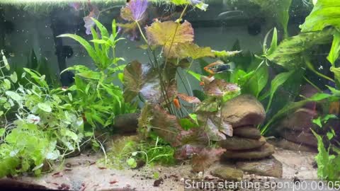 Booker Baxton online show from 02.06.25