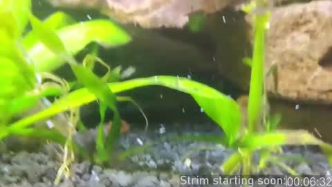 Booker Baxton online show from 03.01.25