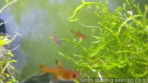 Booker Baxton online show from 03.02.25