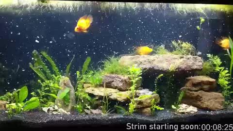 Booker Baxton online show from 09.30.25