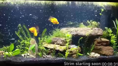 Booker Baxton online show from 10.01.25