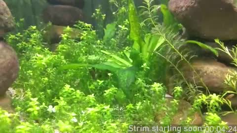 Booker Baxton online show from 10.05.25