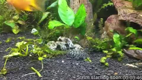 Booker Baxton online show from 10.16.25