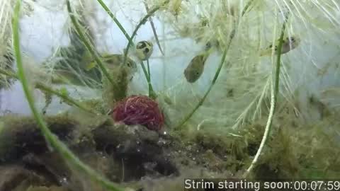 Booker Baxton online show from 10.24.25