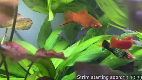 Booker Baxton online show from 10.28.25