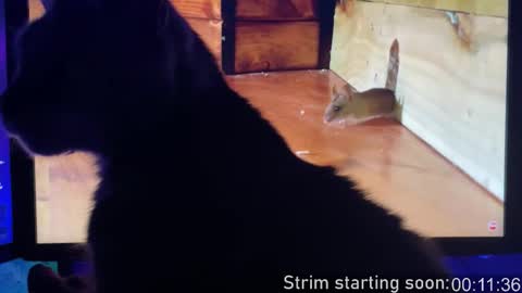 Snapshot of booker_baxton chatting on 02.03.26 Booker Baxton online show from 02.03.26