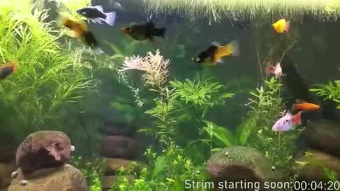 Snapshot of booker_baxton chatting on 02.04.26 Booker Baxton online show from 02.04.26