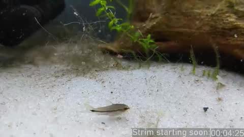 Snapshot of booker_baxton chatting on 02.06.26 Booker Baxton online show from 02.06.26