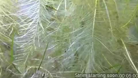 Snapshot of booker_baxton chatting on 02.11.26 Booker Baxton online show from 02.11.26