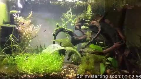 Snapshot of booker_baxton chatting on 02.13.26 Booker Baxton online show from 02.13.26