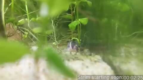 Snapshot of booker_baxton chatting on 02.14.26 Booker Baxton online show from 02.14.26