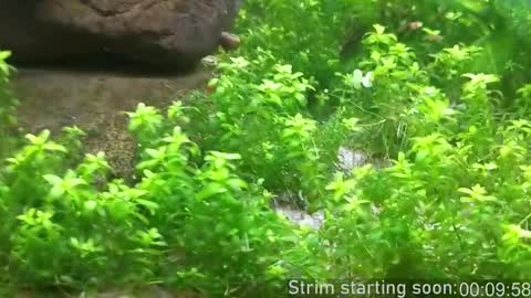 Snapshot of booker_baxton chatting on 02.17.26 Booker Baxton online show from 02.17.26