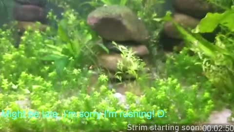 Snapshot of booker_baxton chatting on 02.19.26 Booker Baxton online show from 02.19.26