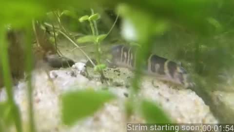 Snapshot of booker_baxton chatting on 02.20.26 Booker Baxton online show from 02.20.26