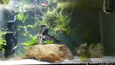 Snapshot of booker_baxton chatting on 02.22.26 Booker Baxton online show from 02.22.26