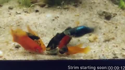 Snapshot of booker_baxton chatting on 02.26.26 Booker Baxton online show from 02.26.26