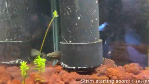 Snapshot of booker_baxton chatting on 02.28.26 Booker Baxton online show from 02.28.26