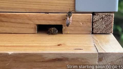 Snapshot of booker_baxton chatting on 03.04.26 Booker Baxton online show from 03.04.26