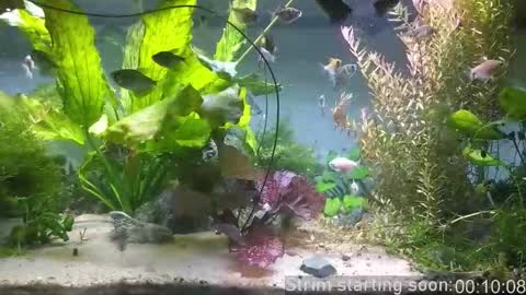 Booker Baxton online show from 03.17.26