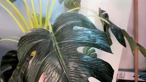 Camillo Virgil online show from 10.17.25