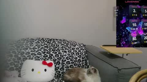 Sir  Kitten  online show from 05.10.26