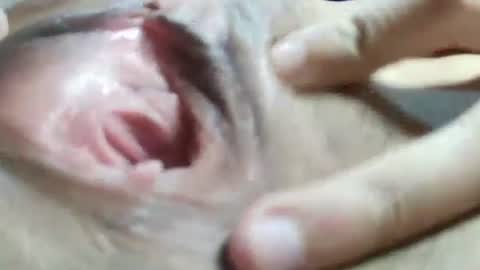 Snapshot of celestestephan chatting on 01.31.25 celestestephan online show from 01.31.25