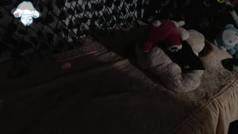 charly_evans60 online show from 03.12.25