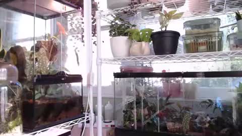 ANR Mommy online show from 10.06.25