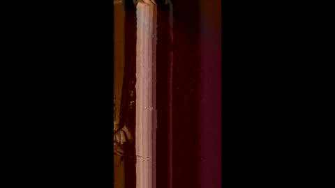 Corrado online show from 02.08.25