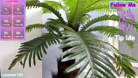 tattoodoll online show from 11.10.25