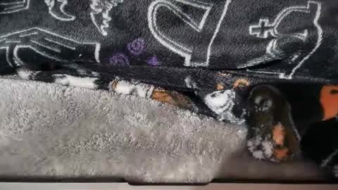 dabangaz4life online show from 01.17.26