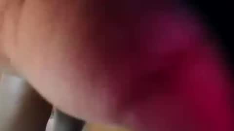 dakotaholand online show from 12.05.25