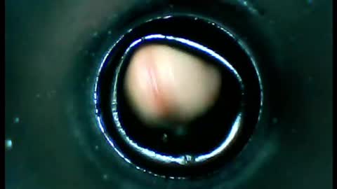 damdam44 online show from 01.13.25