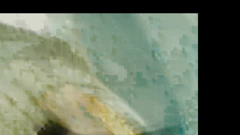 dandeb online show from 01.19.26